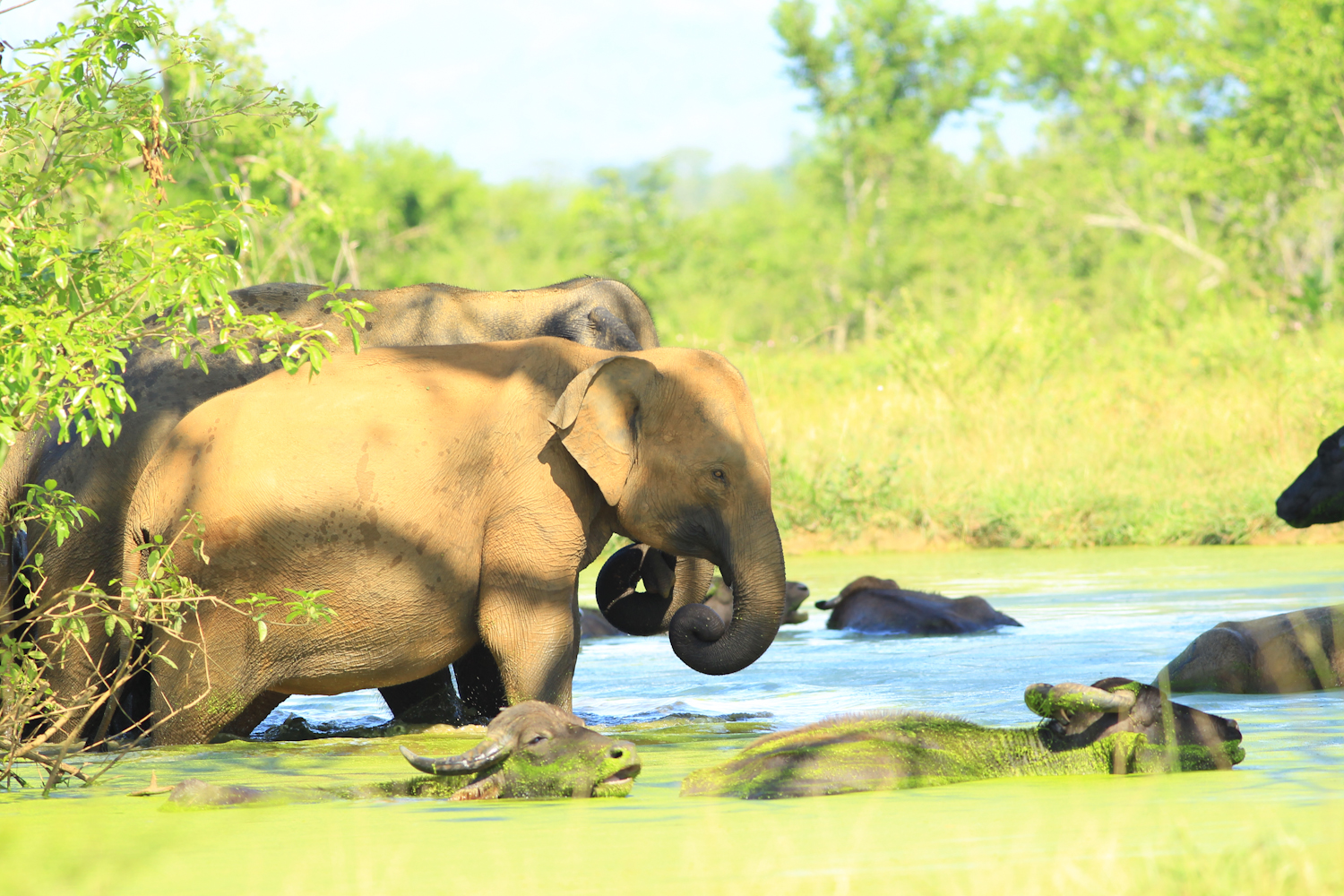 Sigiriya Rock Fortress