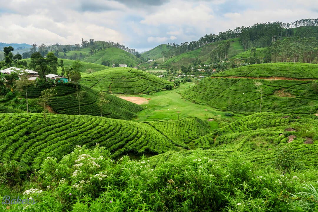 Tea plantations hill country