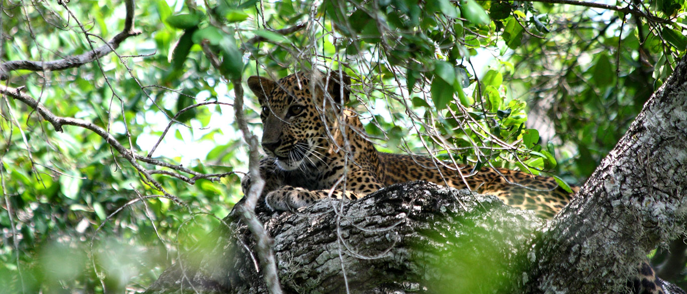 Yala National Park Wildlife Safari Sri Lanka